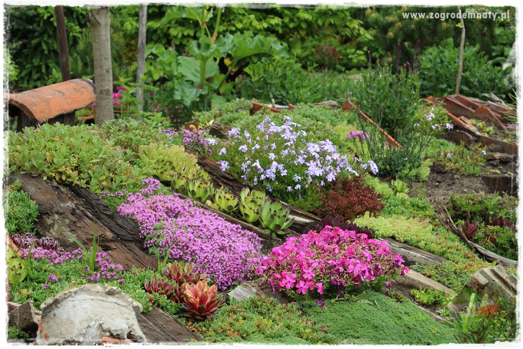 Floks szydlasty w ogrodzie 42