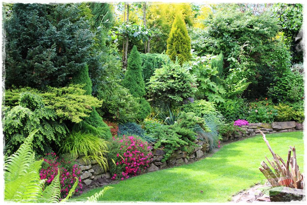 Floks szydlasty w ogrodzie 43