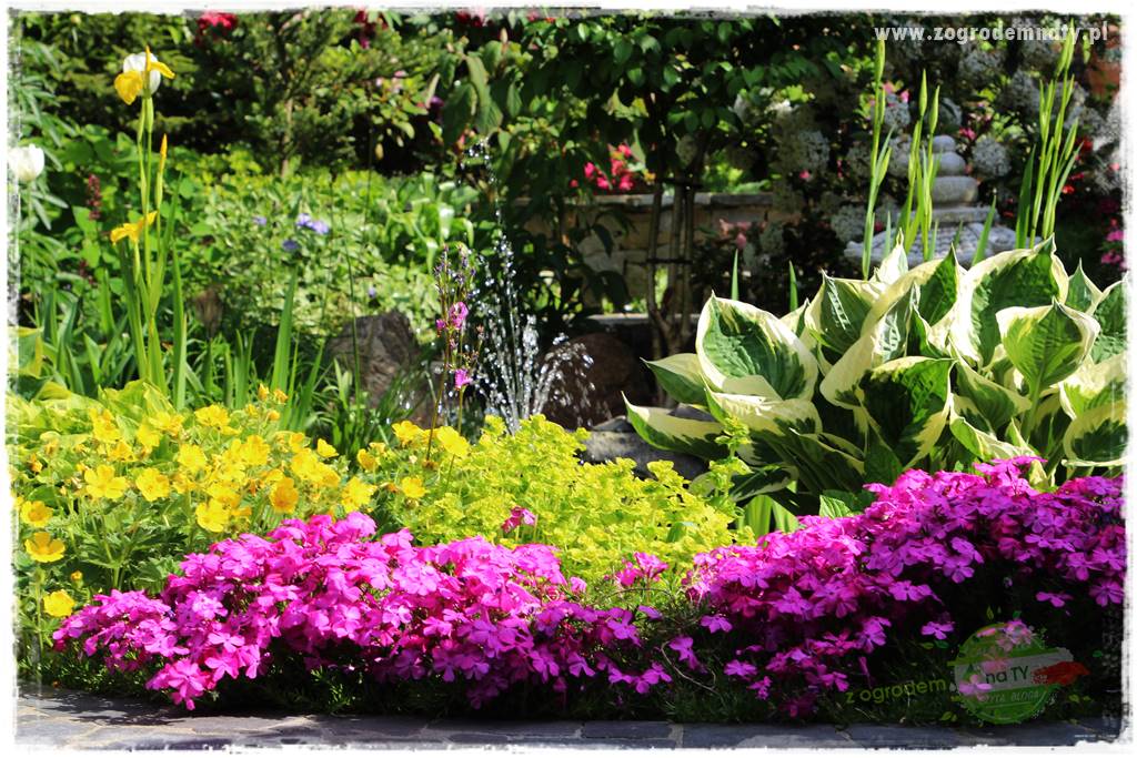 Floks szydlasty w ogrodzie 44