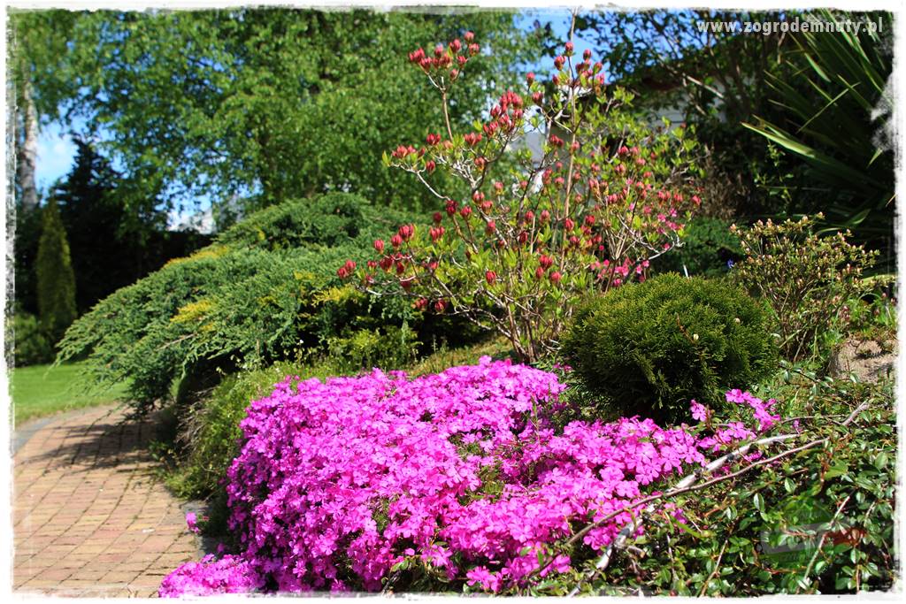 Floks szydlasty w ogrodzie 5