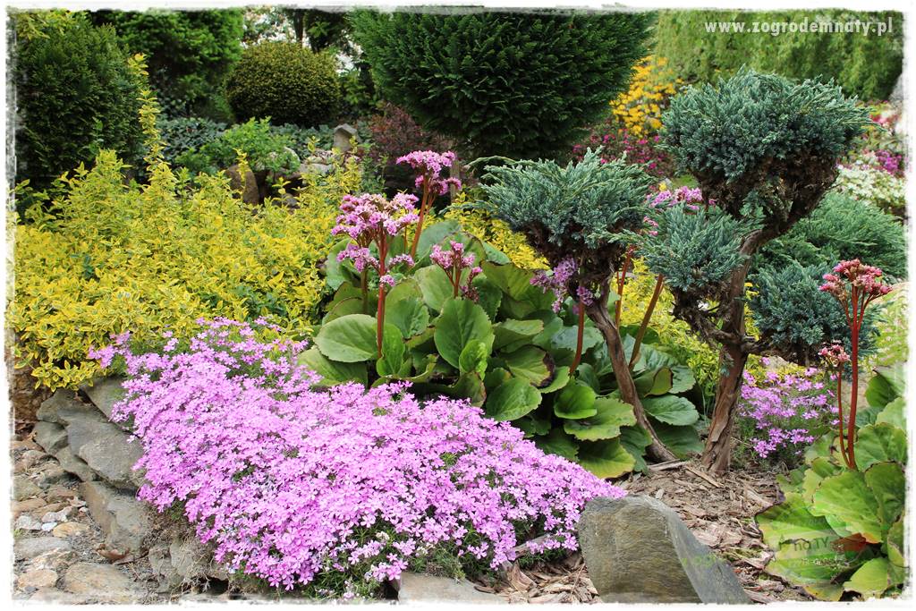 Floks szydlasty w ogrodzie 6