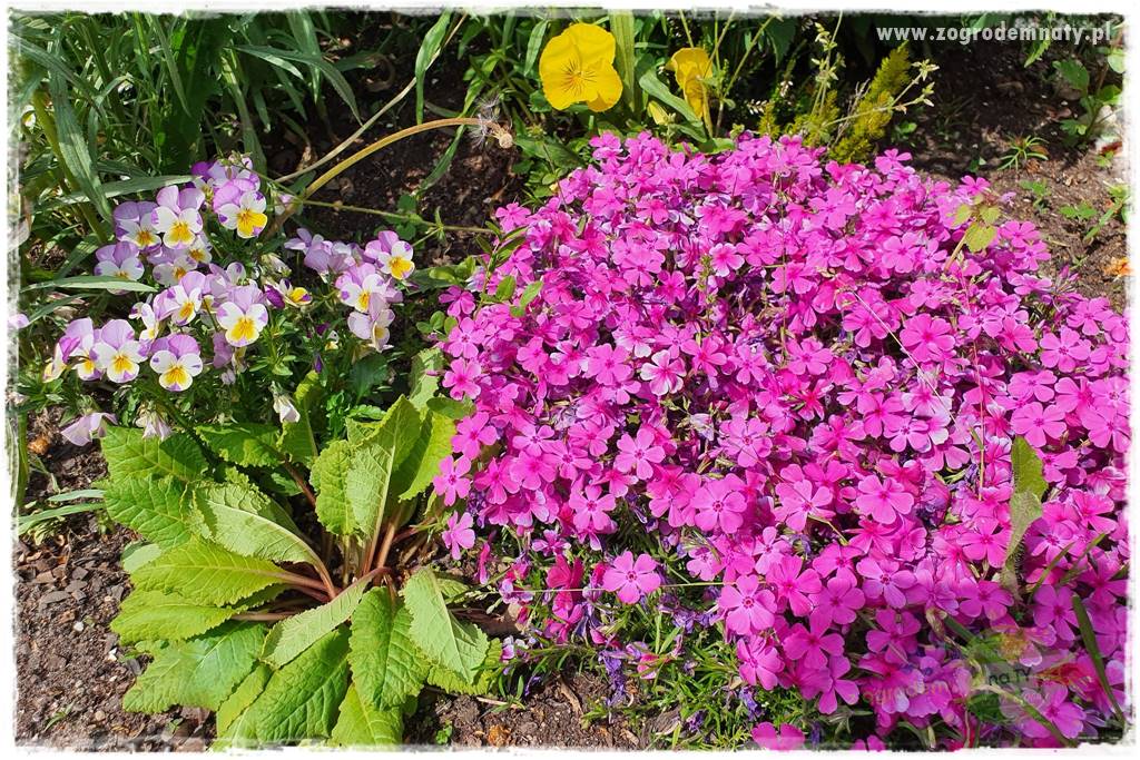 Floks szydlasty w ogrodzie 7