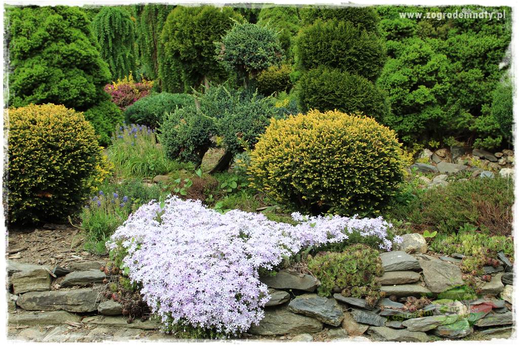 Floks szydlasty w ogrodzie 8