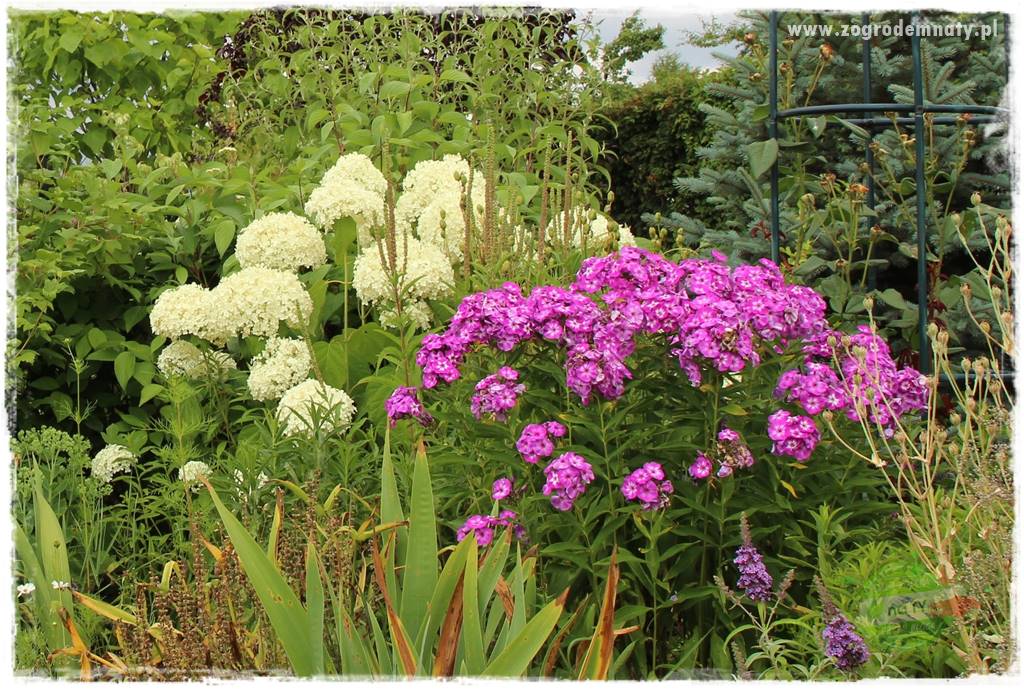 Floks szydlasty w ogrodzie 9