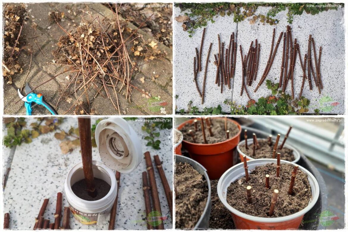 Jak zrobić sadzonki hortensji bukietowej 0