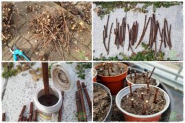 Jak zrobić sadzonki hortensji bukietowej 0