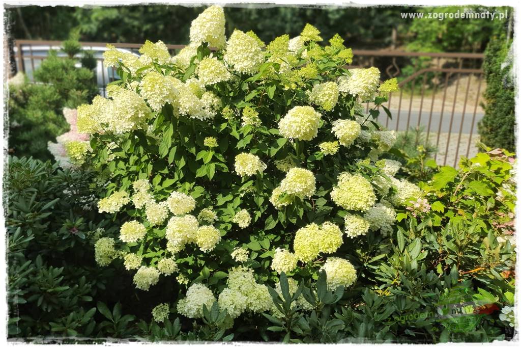 Jak zrobić sadzonki hortensji bukietowej 10