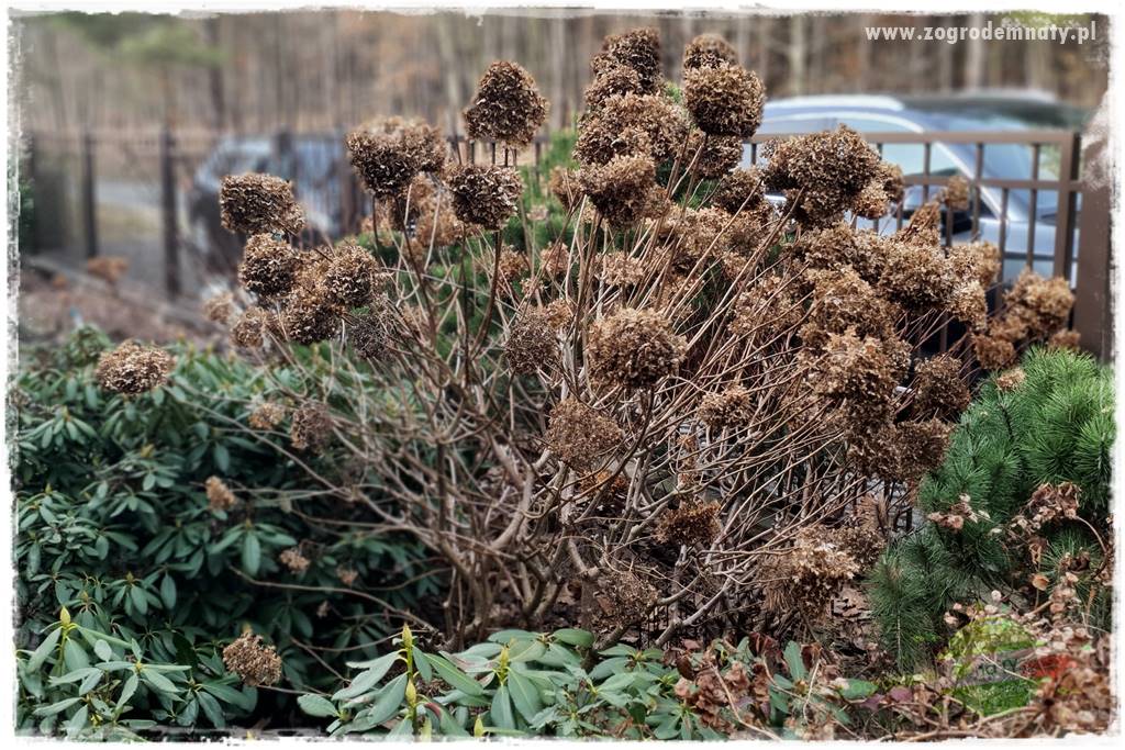 Jak zrobić sadzonki hortensji bukietowej 11