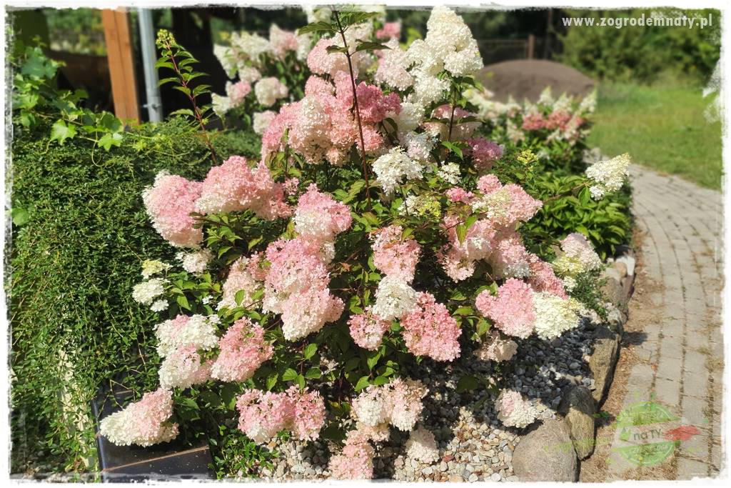 Jak zrobić sadzonki hortensji bukietowej 12