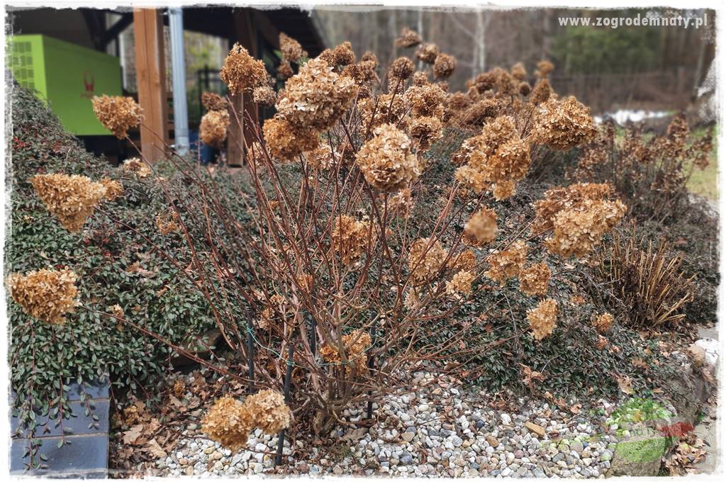 Jak zrobić sadzonki hortensji bukietowej 13