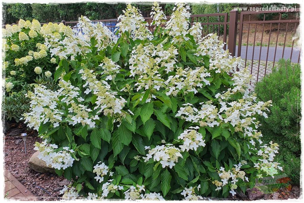 Jak zrobić sadzonki hortensji bukietowej 14