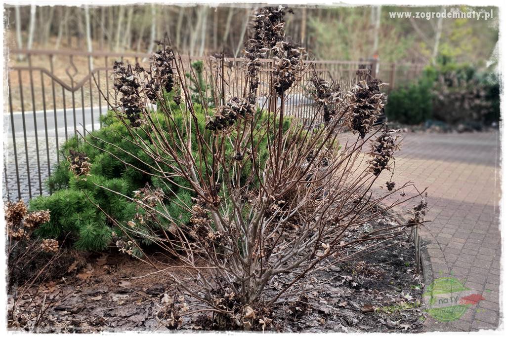 Jak zrobić sadzonki hortensji bukietowej 15