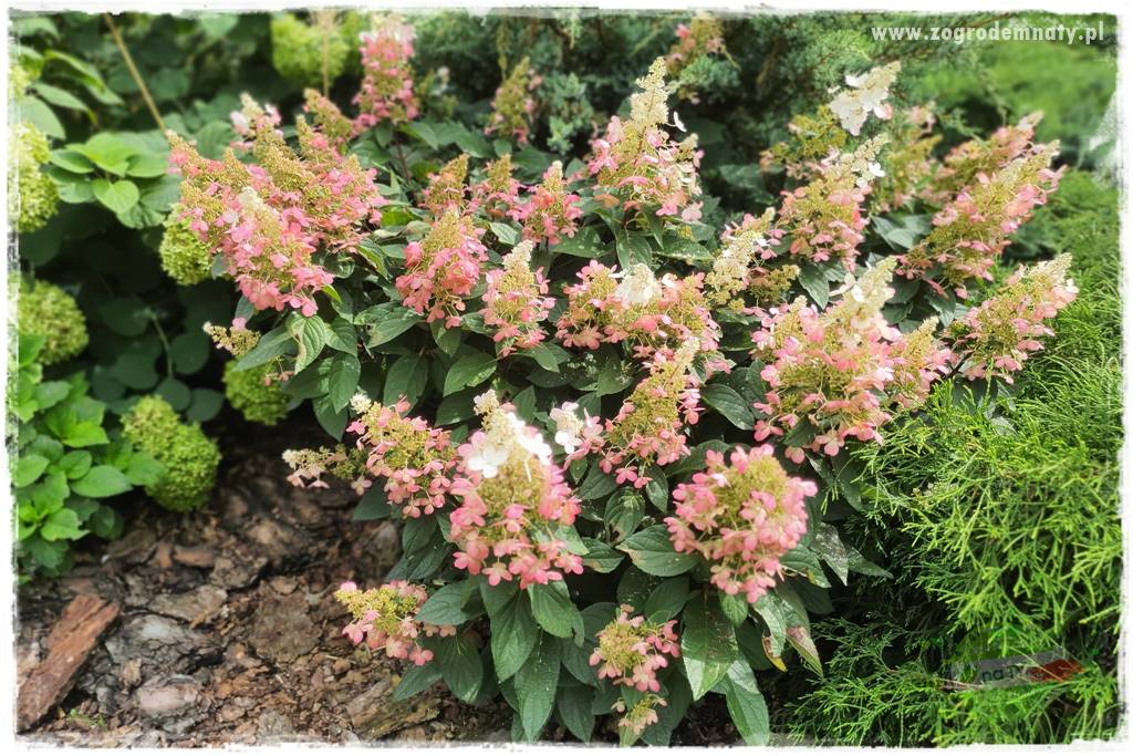 Jak zrobić sadzonki hortensji bukietowej 16