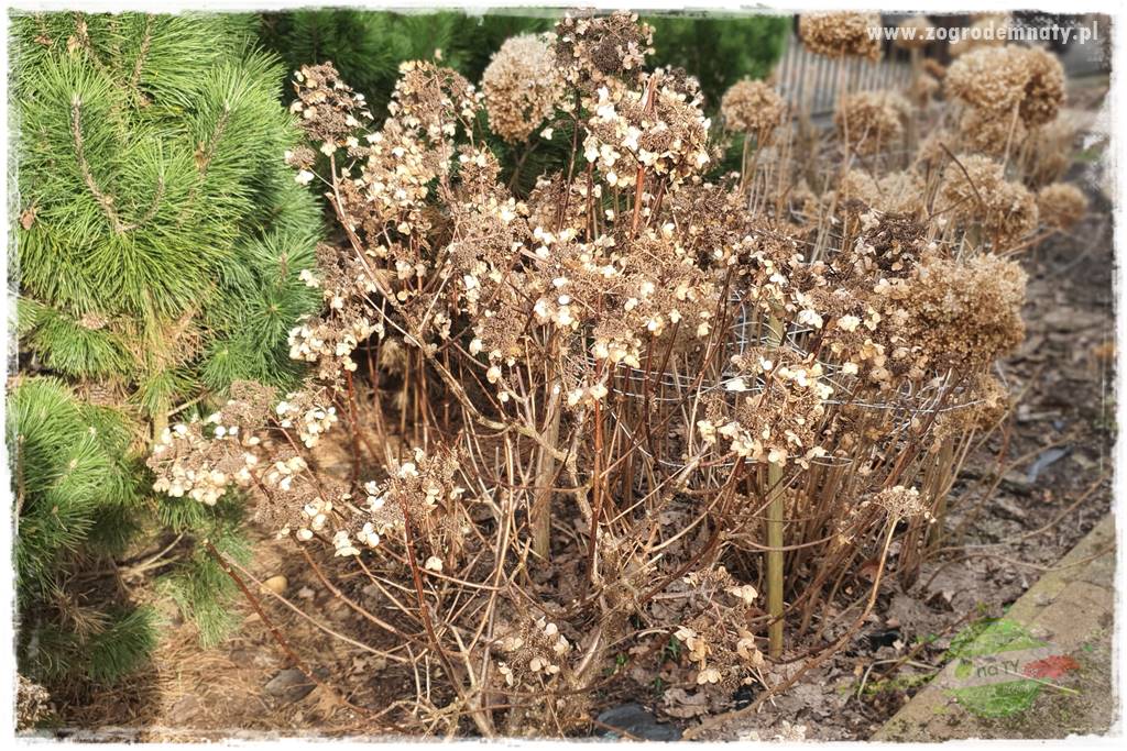 Jak zrobić sadzonki hortensji bukietowej 17