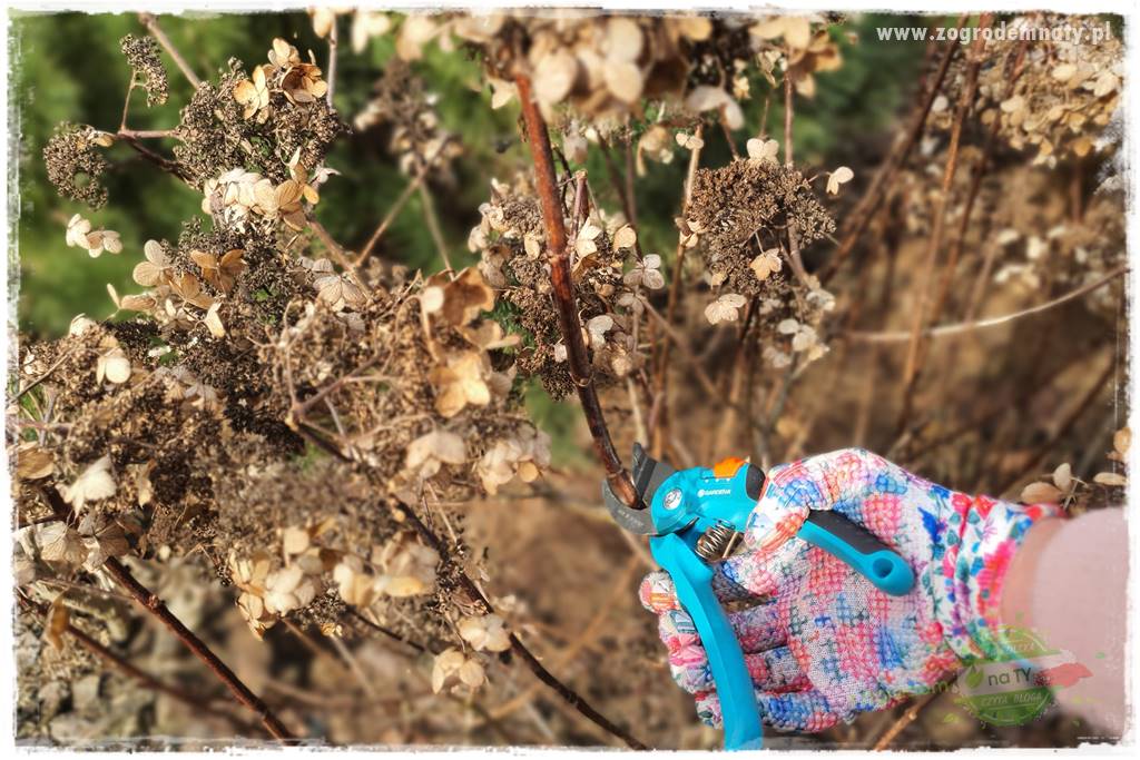 Jak zrobić sadzonki hortensji bukietowej 18