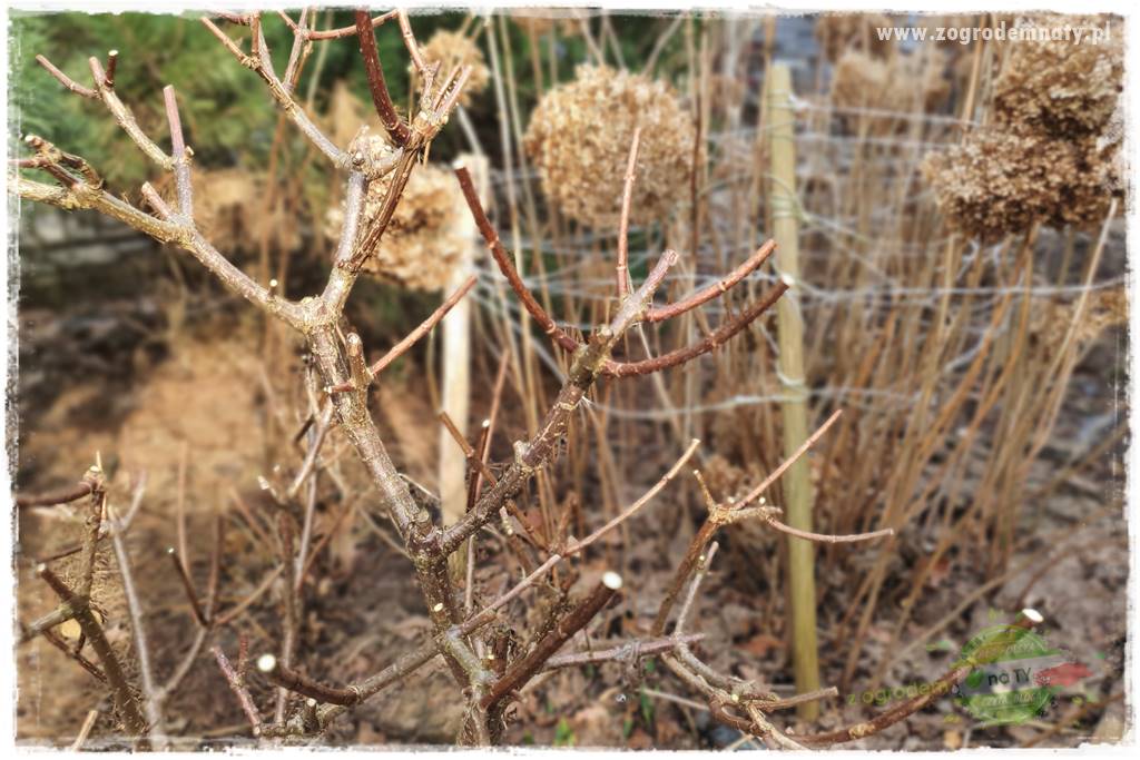 Jak zrobić sadzonki hortensji bukietowej 19