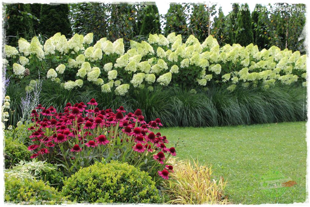 Jak zrobić sadzonki hortensji bukietowej 2