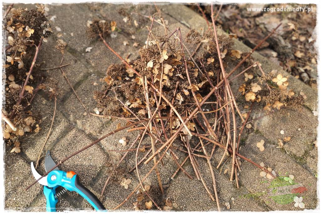 Jak zrobić sadzonki hortensji bukietowej 20