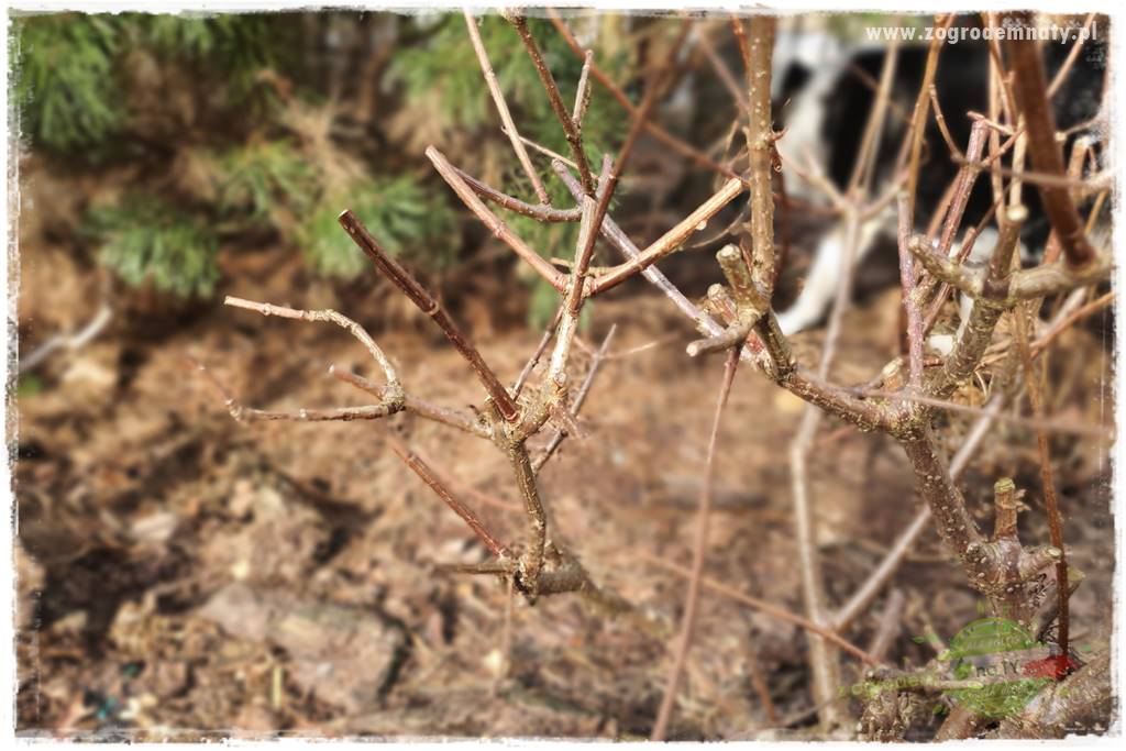 Jak zrobić sadzonki hortensji bukietowej 21