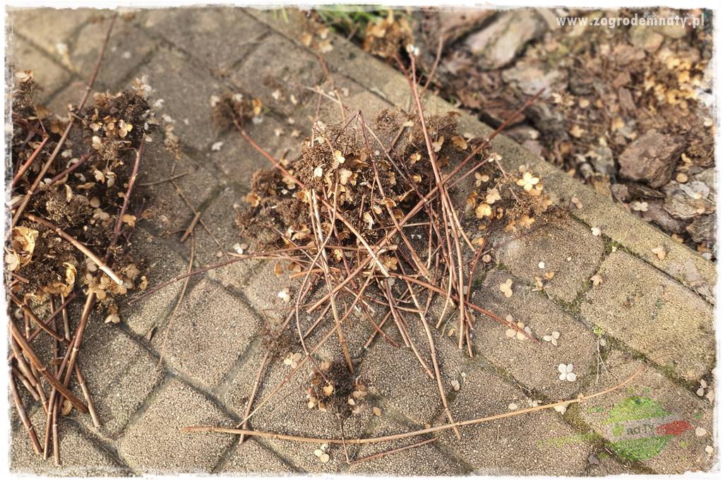 Jak zrobić sadzonki hortensji bukietowej 22