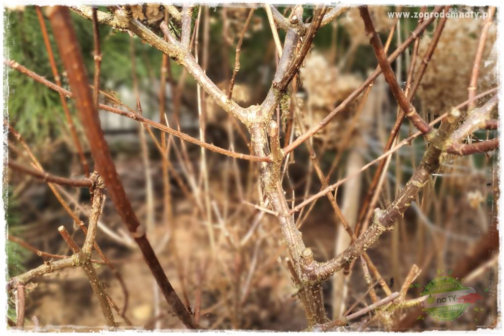 Jak zrobić sadzonki hortensji bukietowej 23