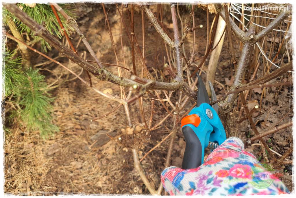 Jak zrobić sadzonki hortensji bukietowej 24