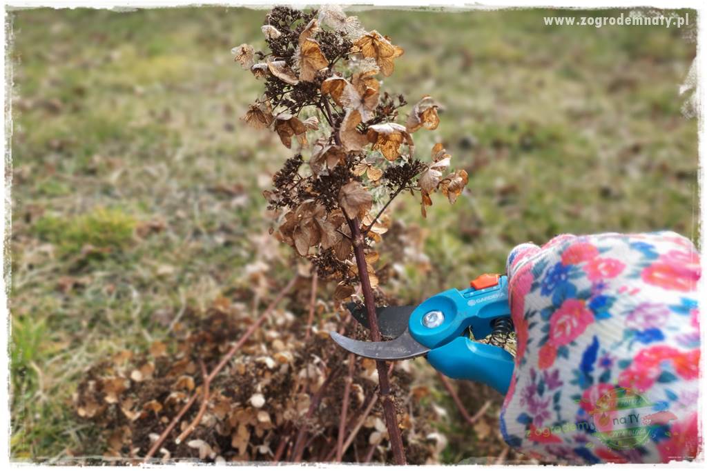 Jak zrobić sadzonki hortensji bukietowej 25
