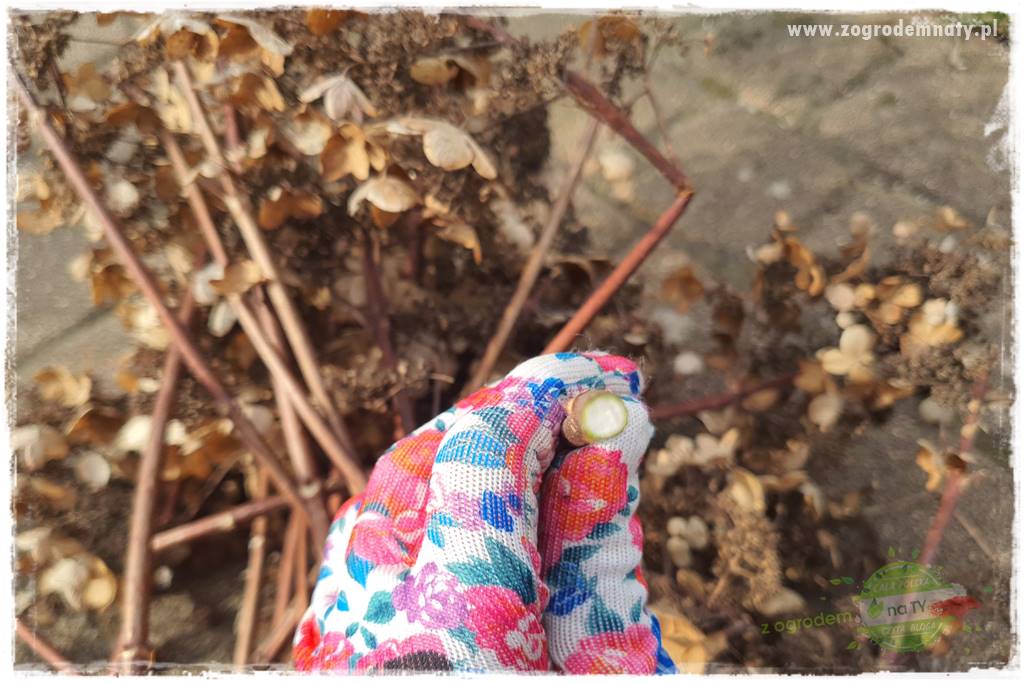 Jak zrobić sadzonki hortensji bukietowej 26