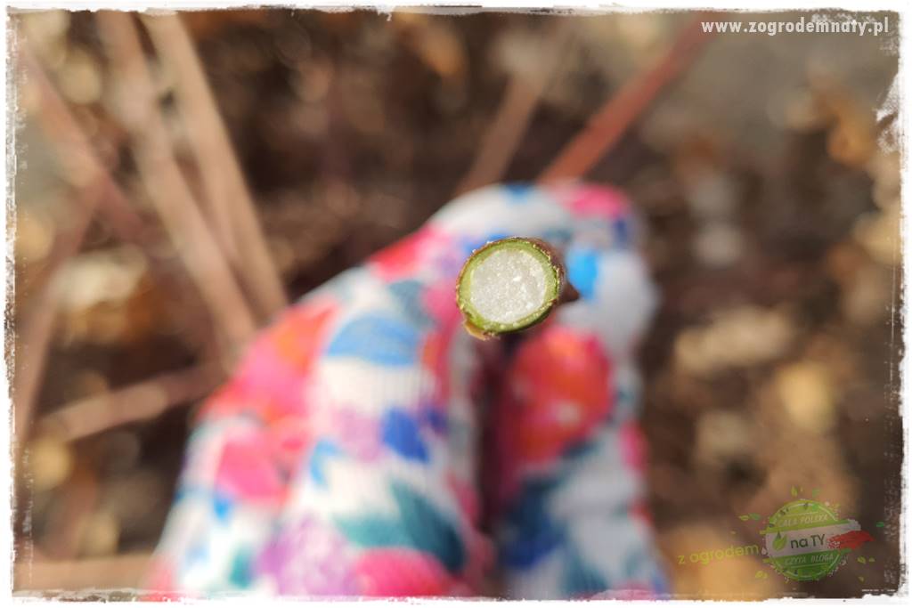 Jak zrobić sadzonki hortensji bukietowej 27