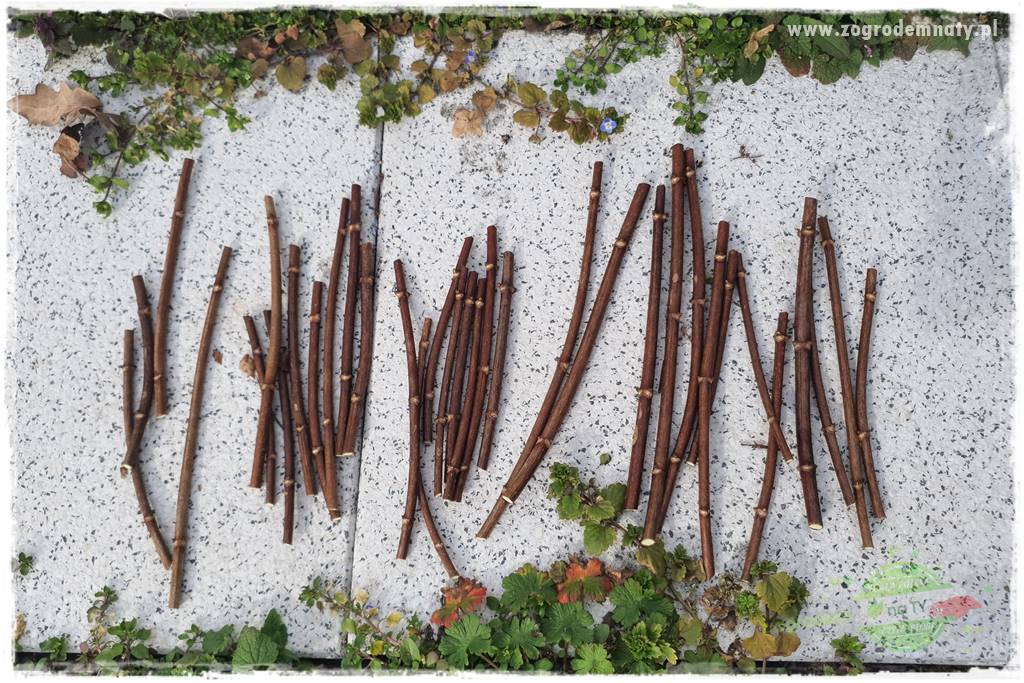 Jak zrobić sadzonki hortensji bukietowej 28