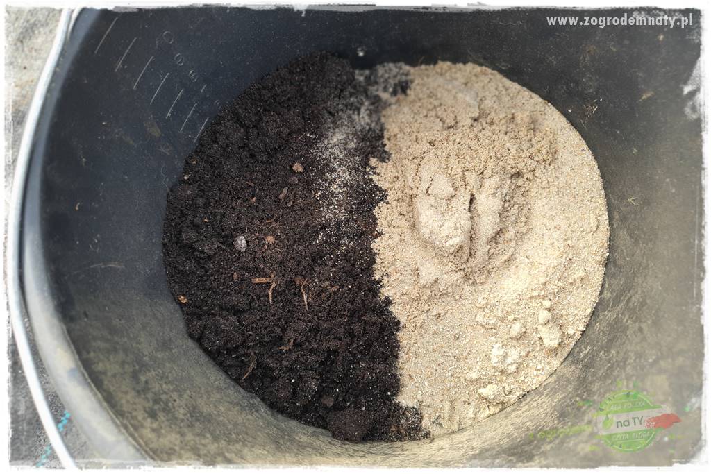 Jak zrobić sadzonki hortensji bukietowej 29