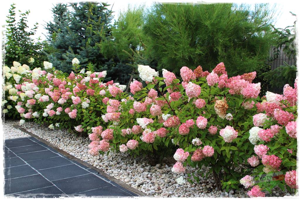 Jak zrobić sadzonki hortensji bukietowej 3