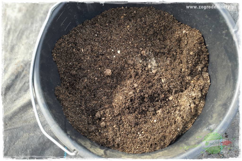 Jak zrobić sadzonki hortensji bukietowej 30