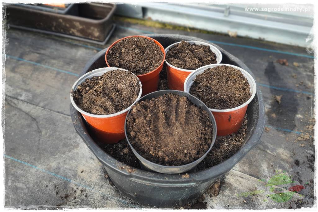 Jak zrobić sadzonki hortensji bukietowej 31