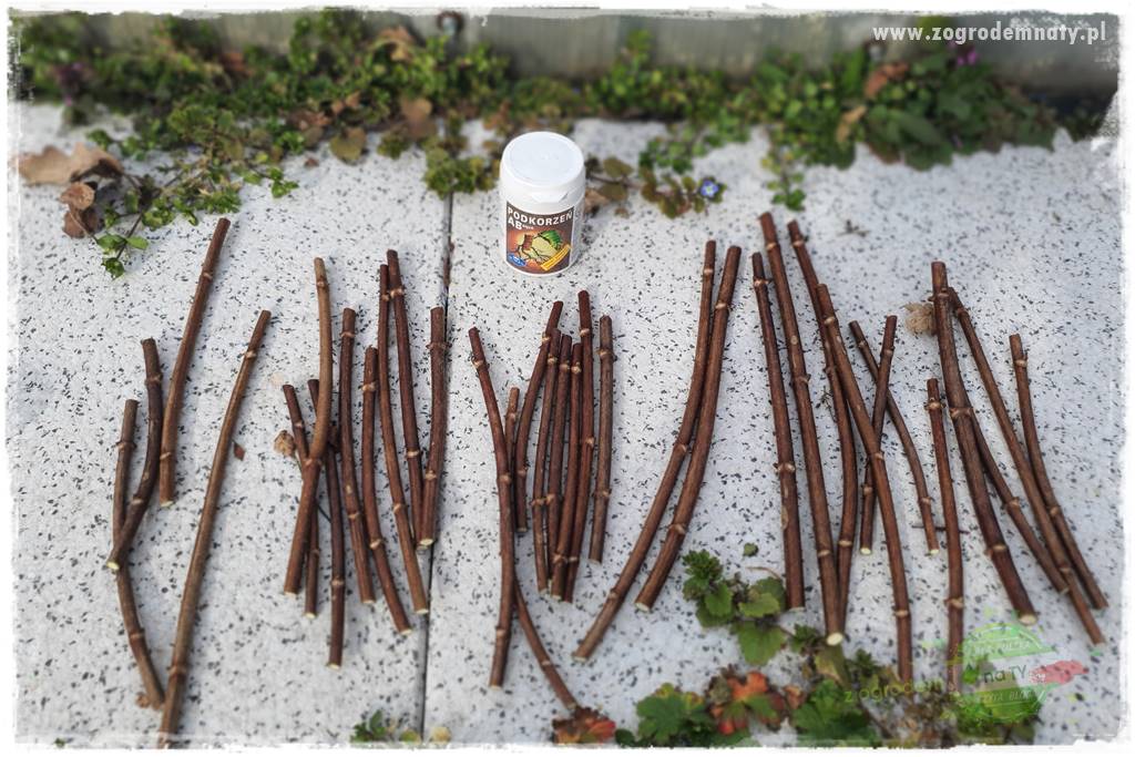 Jak zrobić sadzonki hortensji bukietowej 32