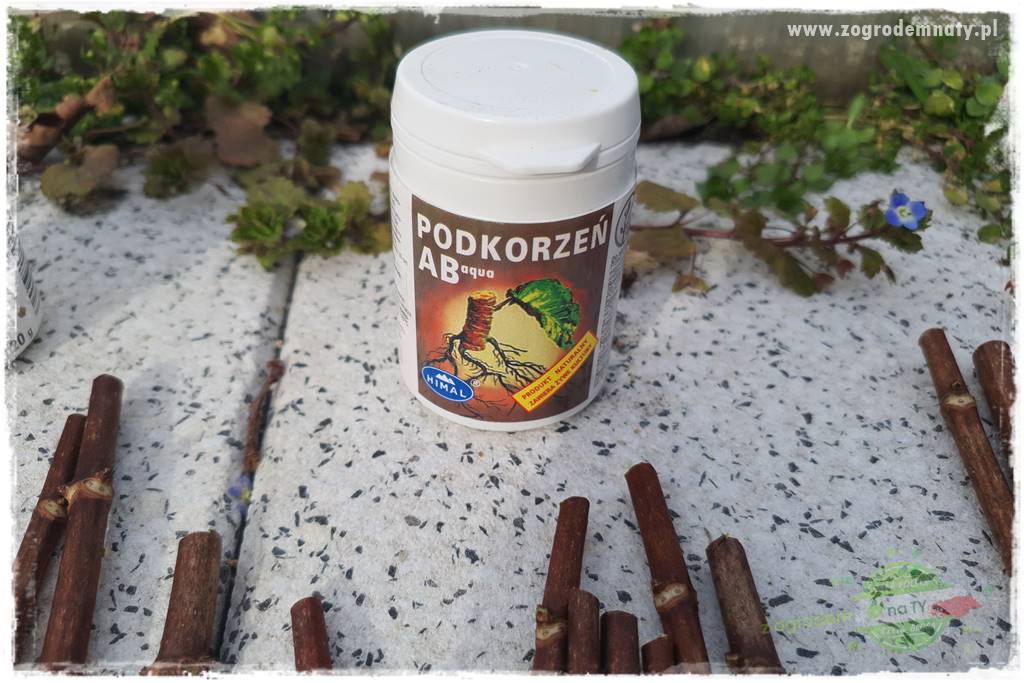 Jak zrobić sadzonki hortensji bukietowej 33