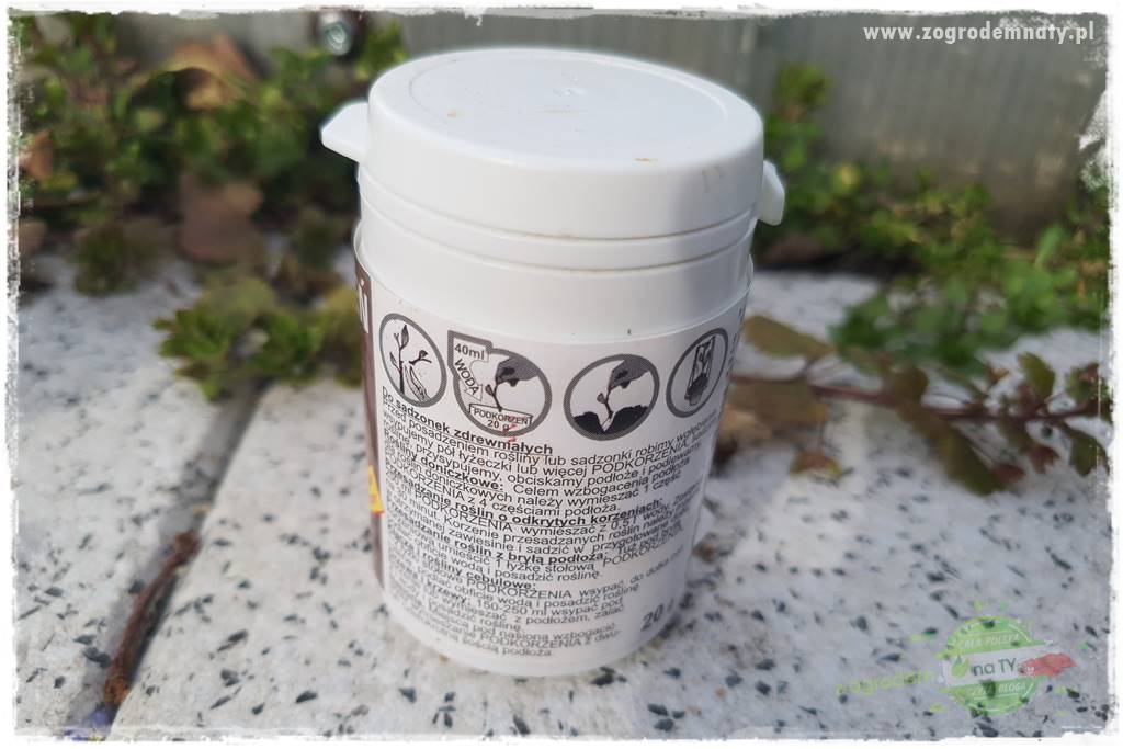 Jak zrobić sadzonki hortensji bukietowej 34