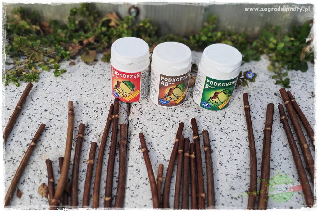 Jak zrobić sadzonki hortensji bukietowej 35