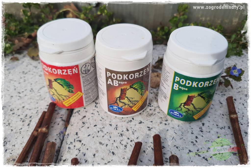 Jak zrobić sadzonki hortensji bukietowej 35a