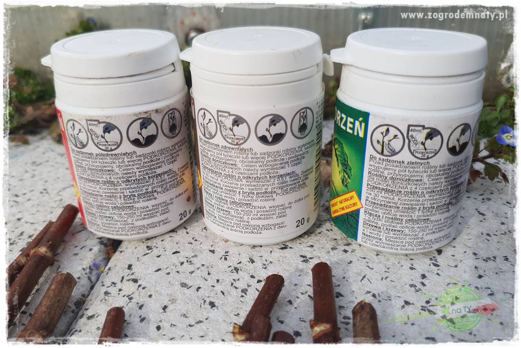 Jak zrobić sadzonki hortensji bukietowej 36