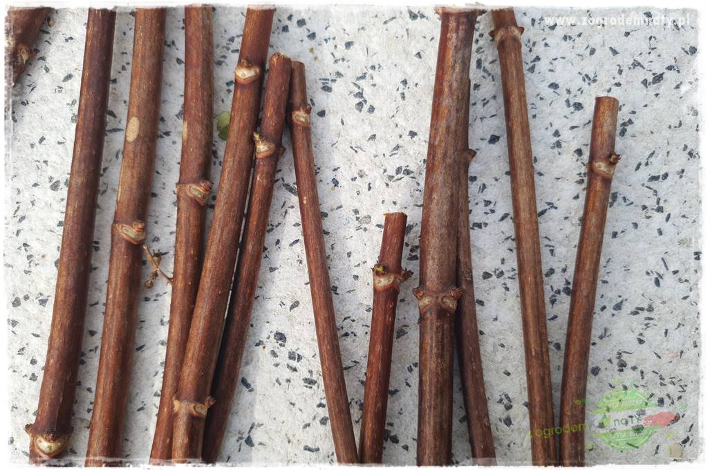 Jak zrobić sadzonki hortensji bukietowej 37