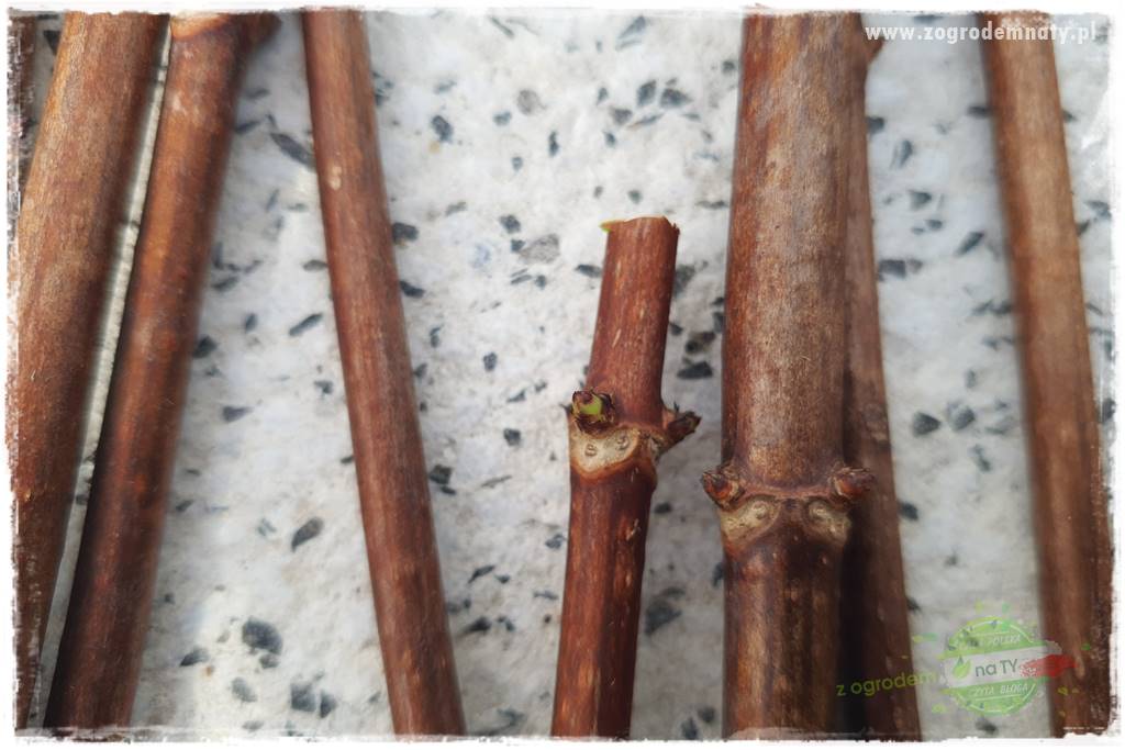 Jak zrobić sadzonki hortensji bukietowej 38