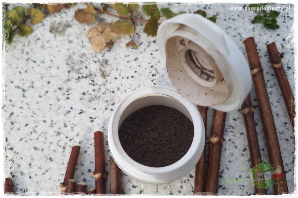 Jak zrobić sadzonki hortensji bukietowej 39