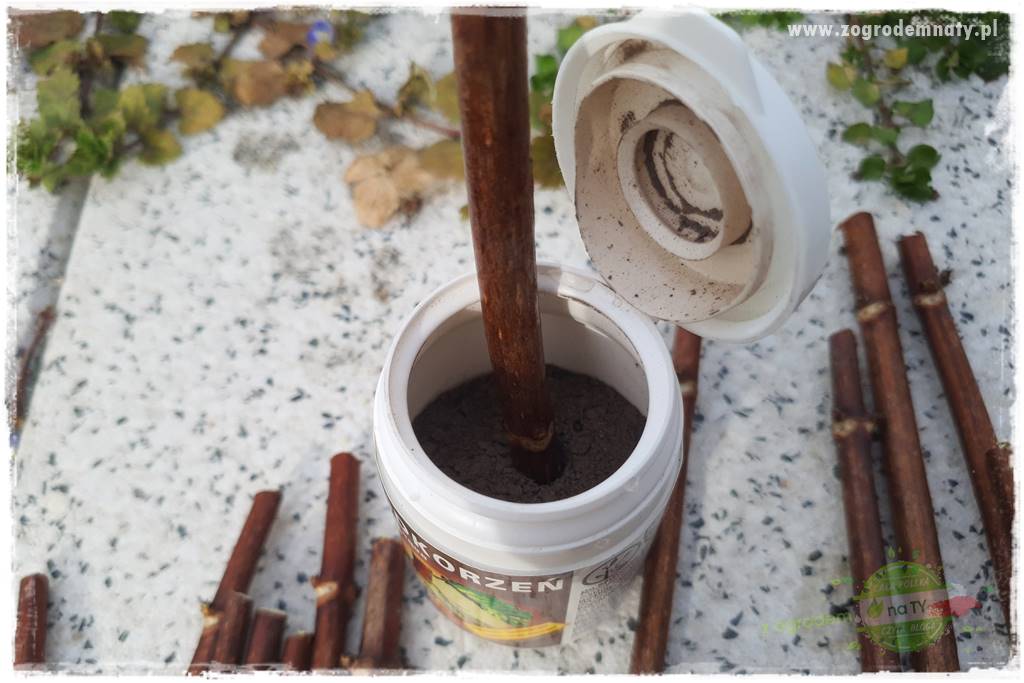 Jak zrobić sadzonki hortensji bukietowej 40