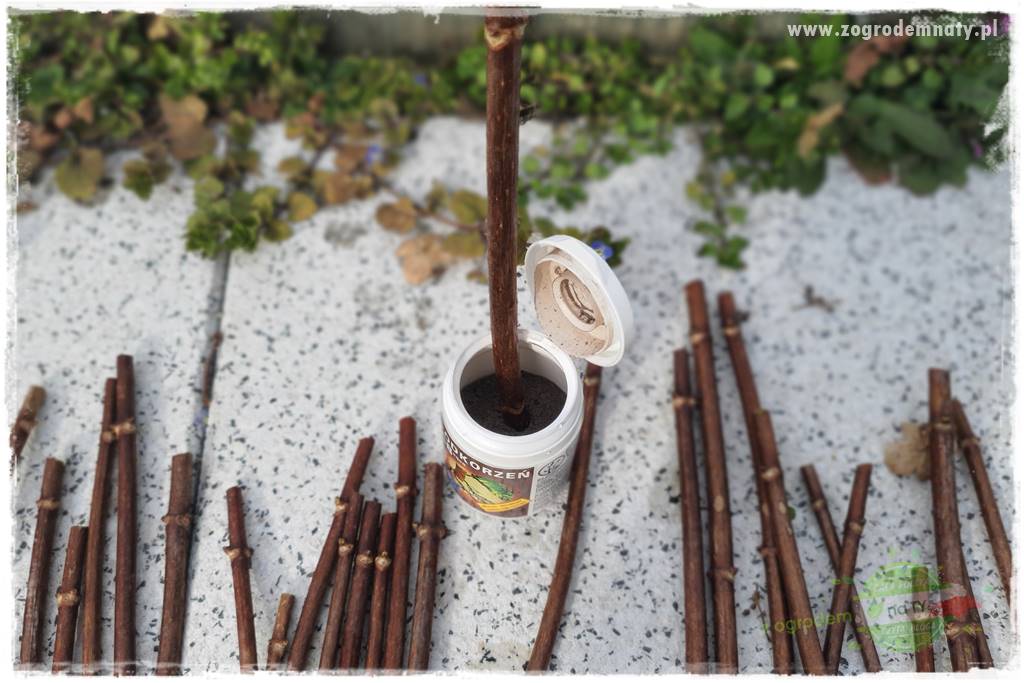 Jak zrobić sadzonki hortensji bukietowej 40a