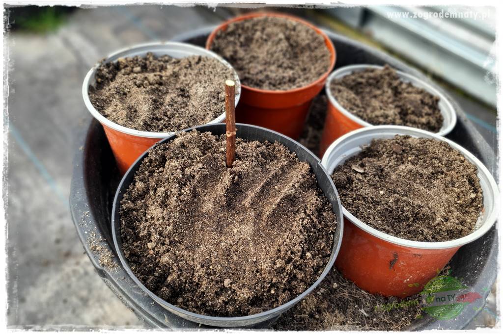 Jak zrobić sadzonki hortensji bukietowej 41