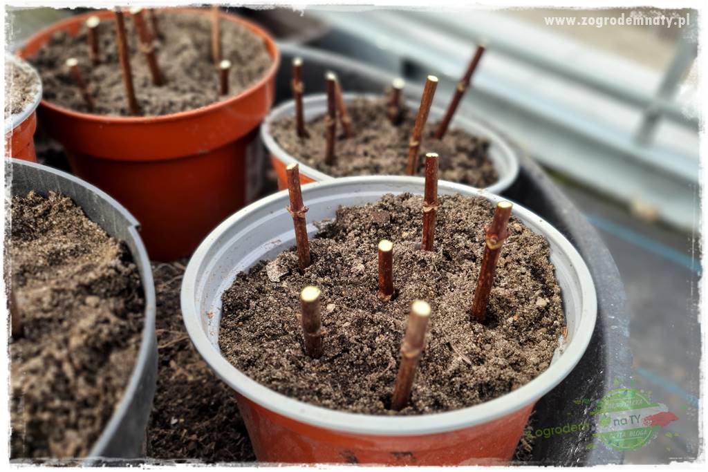 Jak zrobić sadzonki hortensji bukietowej 42