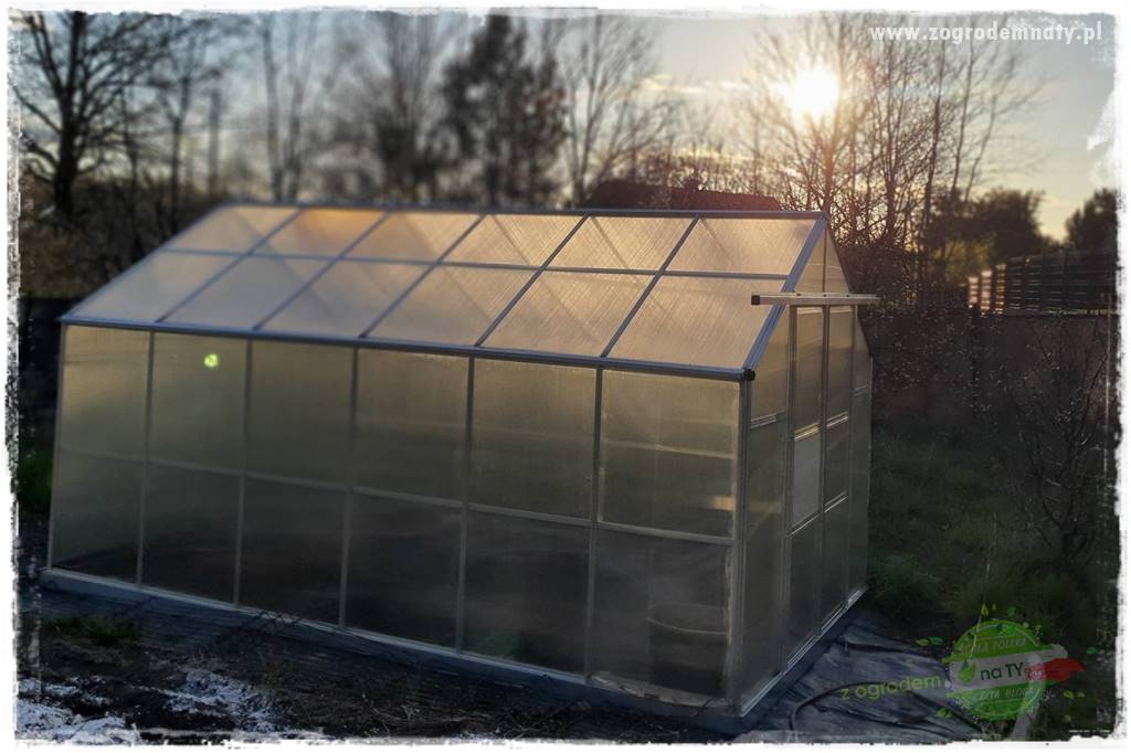 Jak zrobić sadzonki hortensji bukietowej 43