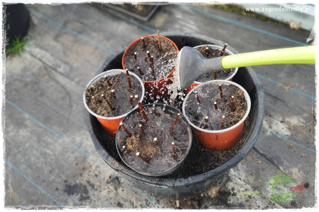 Jak zrobić sadzonki hortensji bukietowej 44