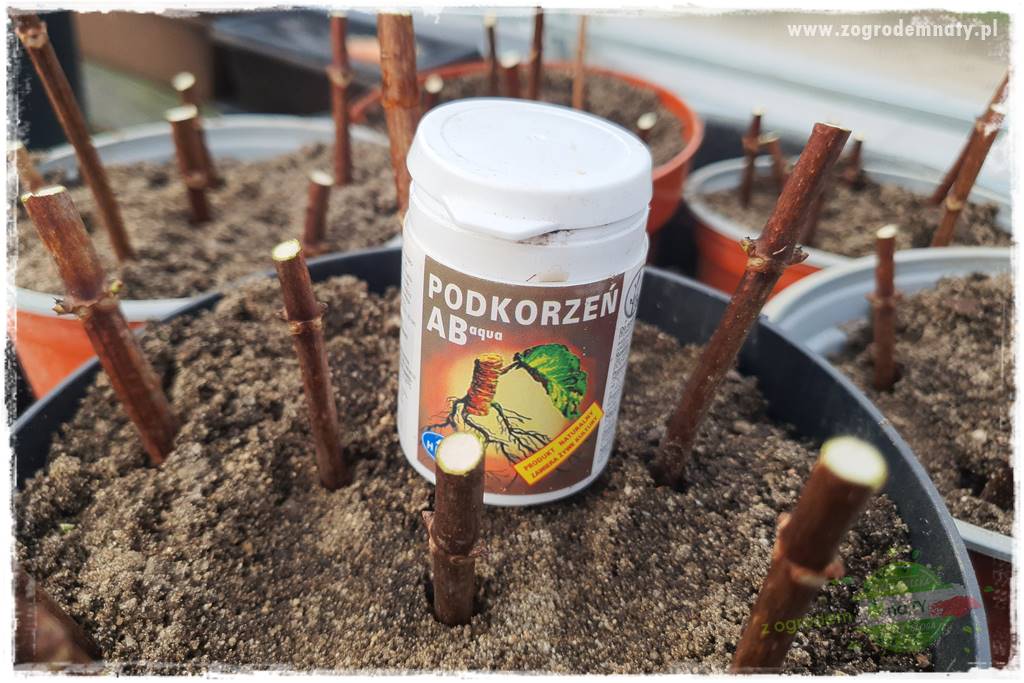 Jak zrobić sadzonki hortensji bukietowej 45